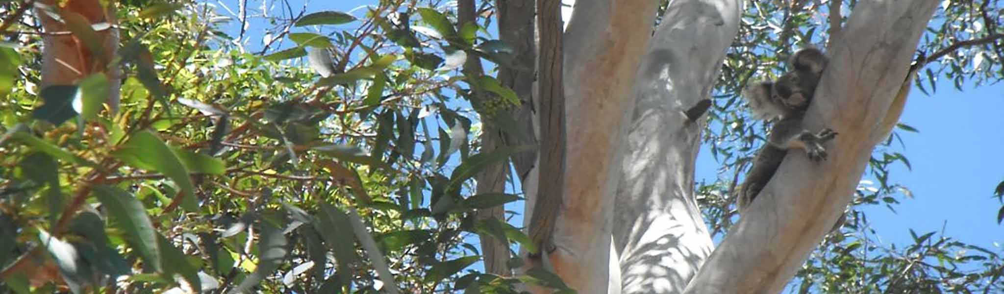 Koala in a tree